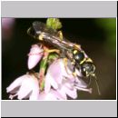 Mellinus arvensis - Kotwespe m03b.jpg